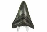 Bargain, Fossil Megalodon Tooth - South Carolina #124192-2
